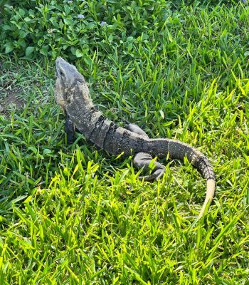 iguana